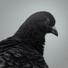 Profilbild von Aaron